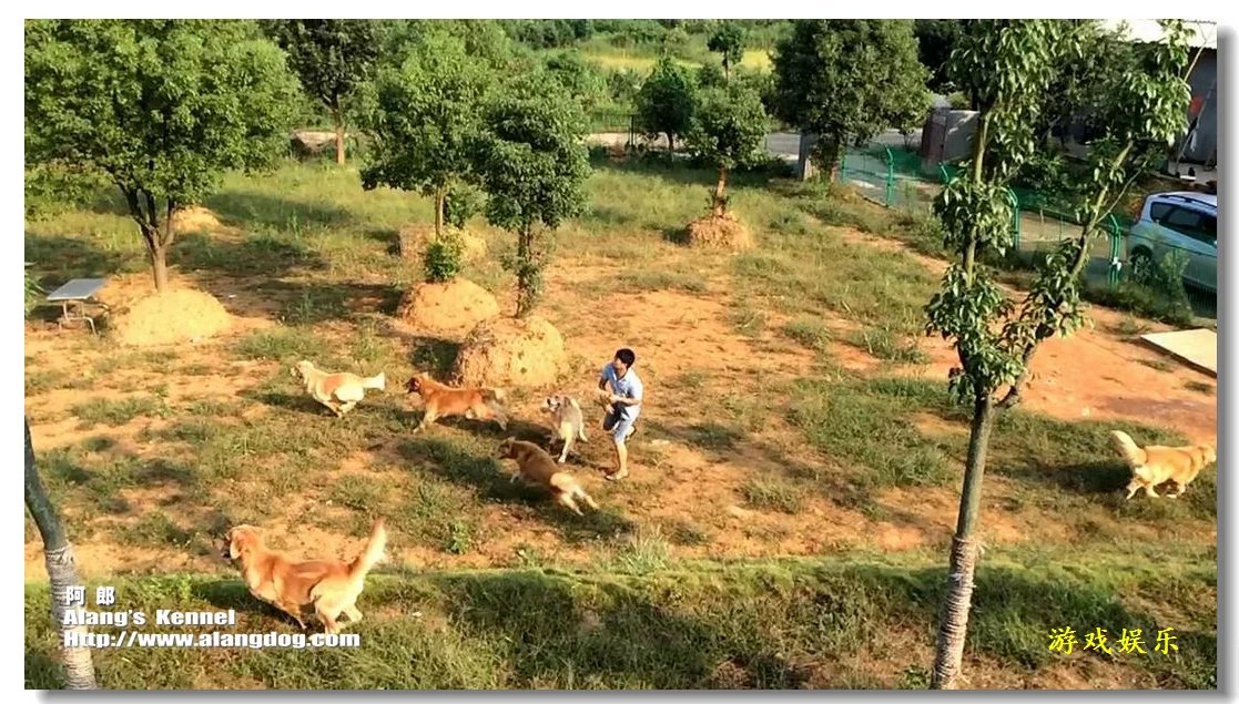 我的犬舍